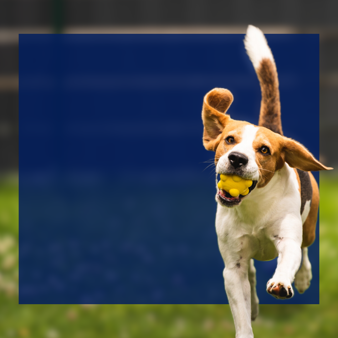 2026 Homebuyer Grants